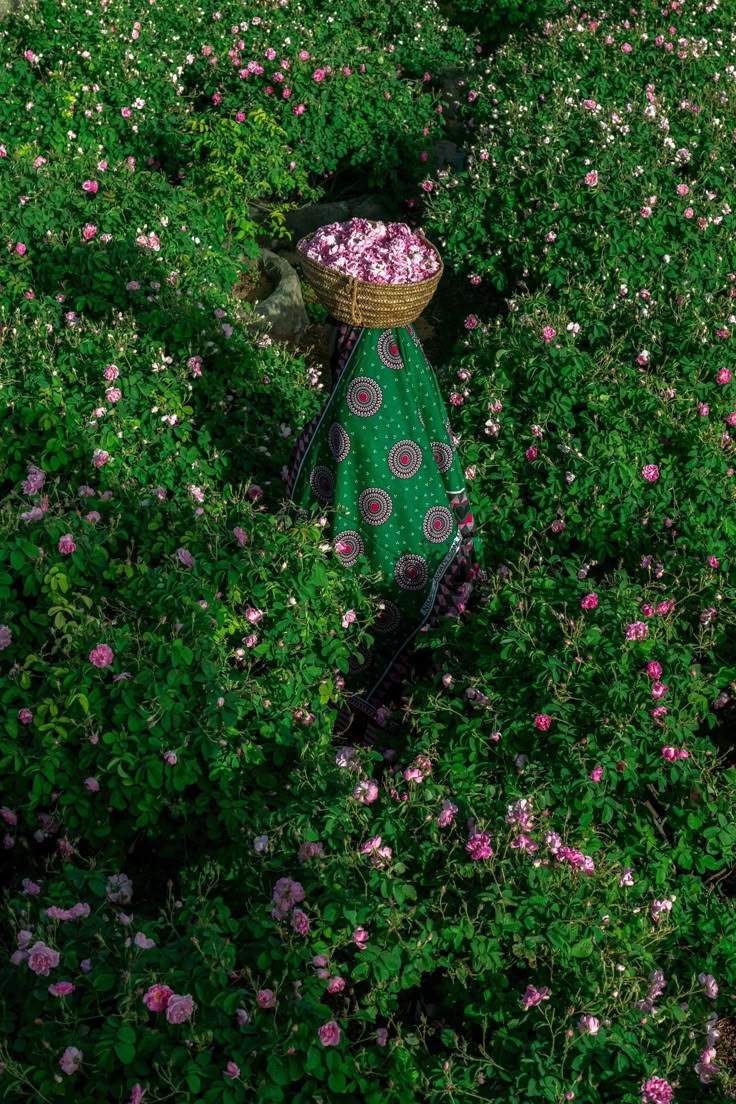 برداشت گل محمدی و پوشش سنتی عمان