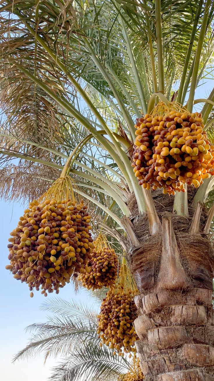 خوشه‌های خرما بر نخل عمانی